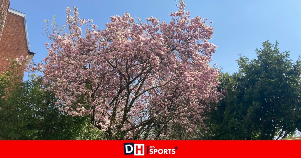 Les cerisiers japonais fleurissent : découvrez les meilleurs endroits pour les contempler Les cerisiers japonais fleurissent : découvrez les meilleurs endroits pour les contempler
