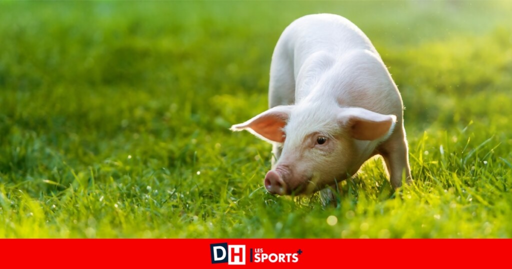 Remettons en cause ces stéréotypes nuisibles envers les animaux : cochon sale, poule idiote, loup méchant Remettons en cause ces stéréotypes nuisibles envers les animaux : cochon sale, poule idiote, loup méchant