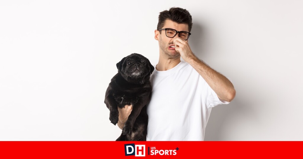 Mon chien a souvent des flatulences, est-ce normal ? Mon chien a souvent des flatulences, est-ce normal ?