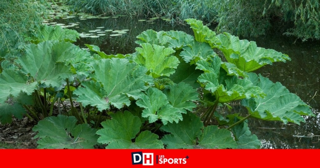 Est-ce une bonne idée de planter un Gunnera près d’une mare ici ? L’avis de notre expert Marc Knaepen Est-ce une bonne idée de planter un Gunnera près d’une mare ici ? L’avis de notre expert Marc Knaepen
