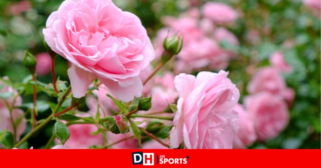 Offrez des fleurs comestibles pour rendre la fête des mères inoubliable et spéciale Offrez des fleurs comestibles pour rendre la fête des mères inoubliable et spéciale