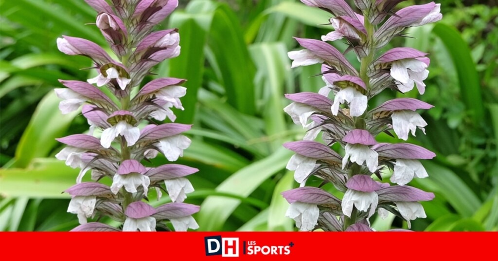 Soyez vigilant face aux acanthes envahissantes : recommandations d’un spécialiste en jardinage Soyez vigilant face aux acanthes envahissantes : recommandations d’un spécialiste en jardinage