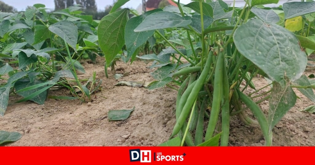 Nos conseils d’expert pour réussir la culture des haricots dans votre potager Nos conseils d’expert pour réussir la culture des haricots dans votre potager