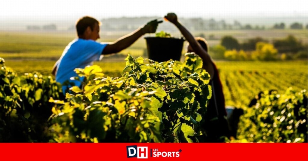 Selon notre expert en vin Pascal Jassogne, la Belgique est le 6e importateur de champagne Selon notre expert en vin Pascal Jassogne, la Belgique est le 6e importateur de champagne