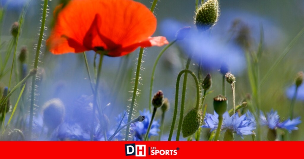 Ce week-end du 31 mai et 1er juin, découvrez trois activités : Jardins ouverts de Natagora, Rétro Mobile et Hôpital des animaux sauvages Ce week-end du 31 mai et 1er juin, découvrez trois activités : Jardins ouverts de Natagora, Rétro Mobile et Hôpital des animaux sauvages