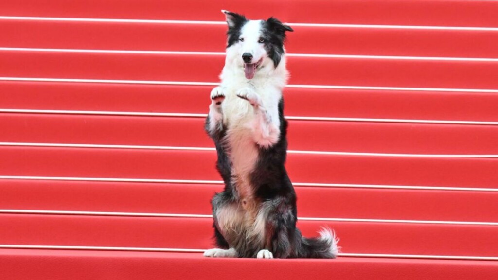 Quel est le prix Palm Dog, récompensant la meilleure performance canine au cinéma ? Quel est le prix Palm Dog, récompensant la meilleure performance canine au cinéma ?
