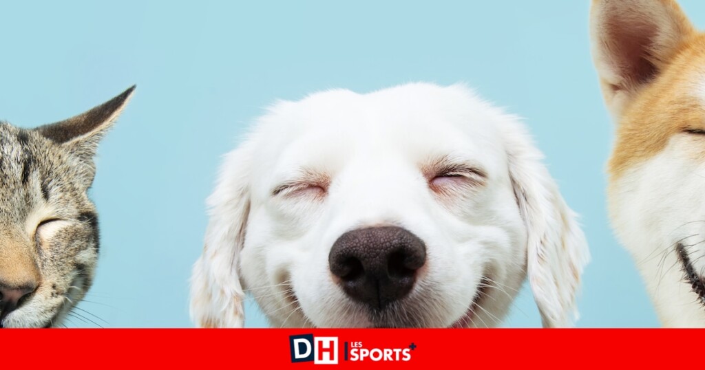 Le pays voisin interdit le transport des animaux de compagnie en soute Le pays voisin interdit le transport des animaux de compagnie en soute