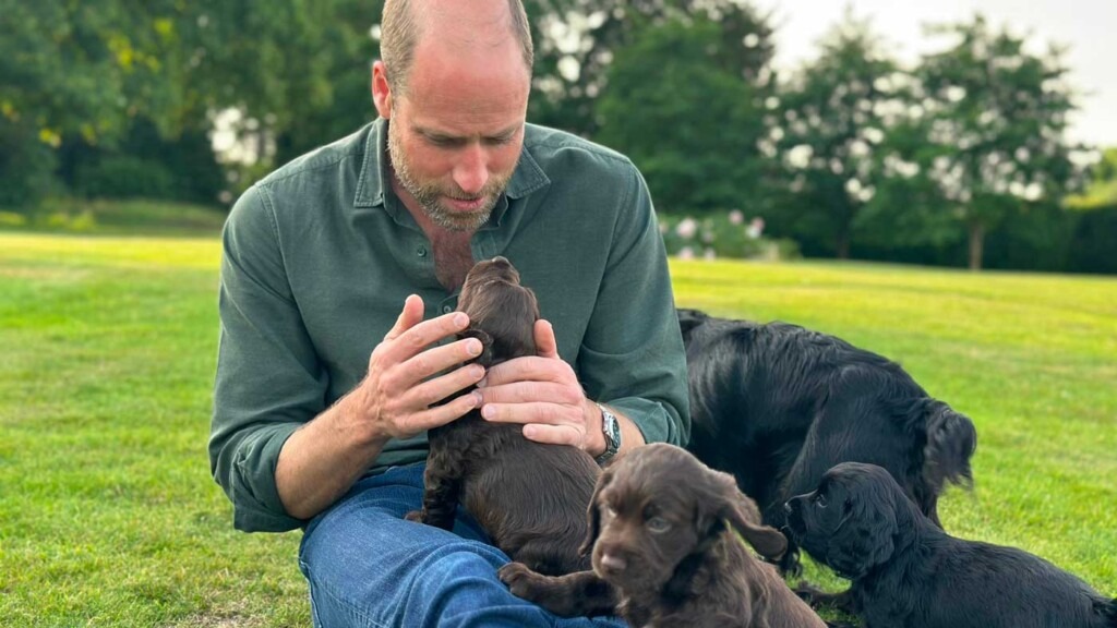 Le Prince William fête ses 43 ans en posant avec ses adorables chiots Le Prince William fête ses 43 ans en posant avec ses adorables chiots