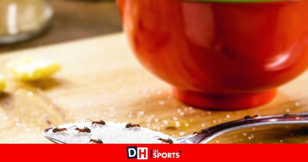Votre maison est infestée de fourmis ? Voici nos astuces pour les éliminer naturellement Votre maison est infestée de fourmis ? Voici nos astuces pour les éliminer naturellement