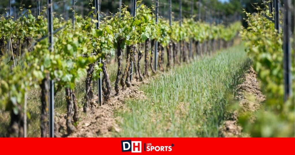 Les cépages oubliés comme Romorantin, Persan et Tibouren revivent, surtout en Belgique Les cépages oubliés comme Romorantin, Persan et Tibouren revivent, surtout en Belgique