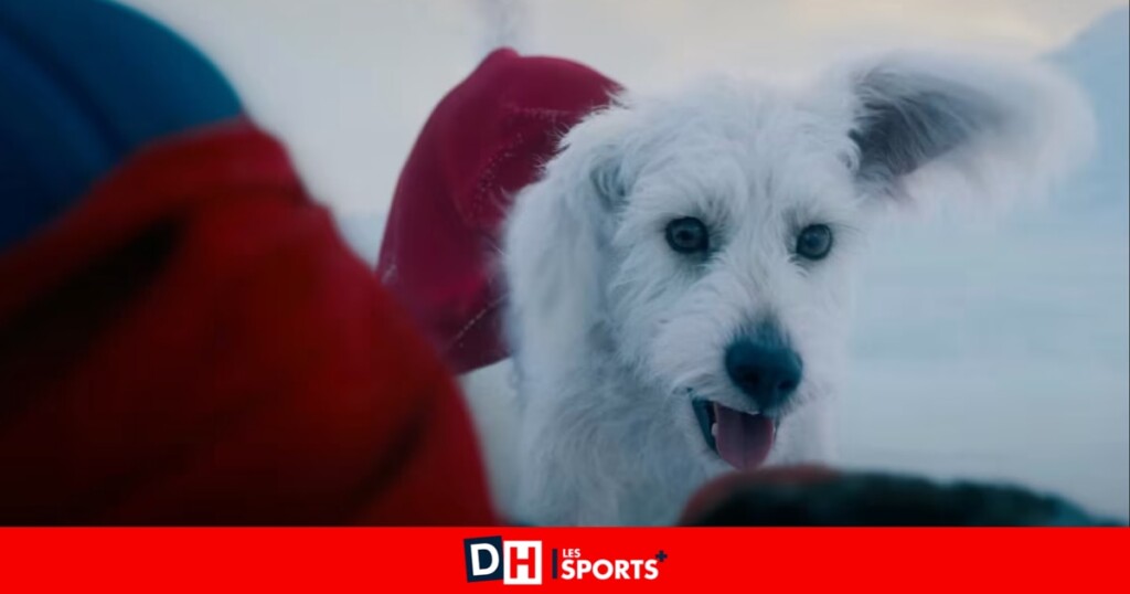 Les demandes d’adoption de chiens ont bondi de 513 % en une semaine, mais ce n’est pas rassurant Les demandes d’adoption de chiens ont bondi de 513 % en une semaine, mais ce n’est pas rassurant
