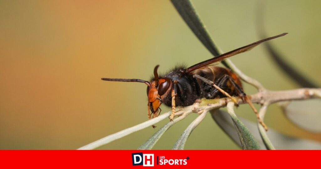 Voici 5 astuces pour protéger votre maison et jardin des frelons asiatiques Voici 5 astuces pour protéger votre maison et jardin des frelons asiatiques