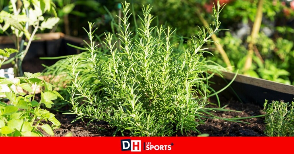 Vous rêvez de beaux plants de romarin ? Suivez les conseils de notre expert, Marc Knaepen Vous rêvez de beaux plants de romarin ? Suivez les conseils de notre expert, Marc Knaepen