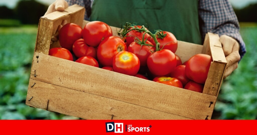 Vous aimez savourer des tomates chaque jour en été ? Découvrez leurs effets étonnants sur vous Vous aimez savourer des tomates chaque jour en été ? Découvrez leurs effets étonnants sur vous
