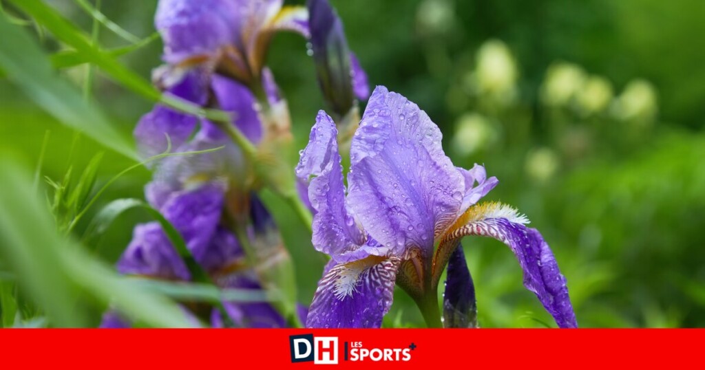Découvrez les astuces de notre expert Marc Knaepen pour réussir à multiplier les iris Découvrez les astuces de notre expert Marc Knaepen pour réussir à multiplier les iris