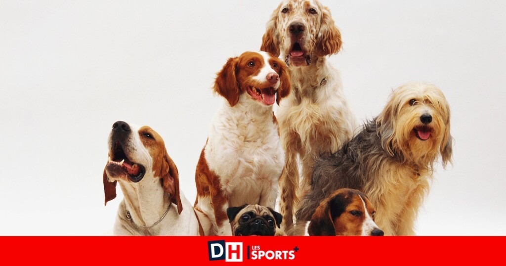 Journée mondiale du chien : caresser un animal booste notre bien-être mental. Découvrez pourquoi Journée mondiale du chien : caresser un animal booste notre bien-être mental. Découvrez pourquoi