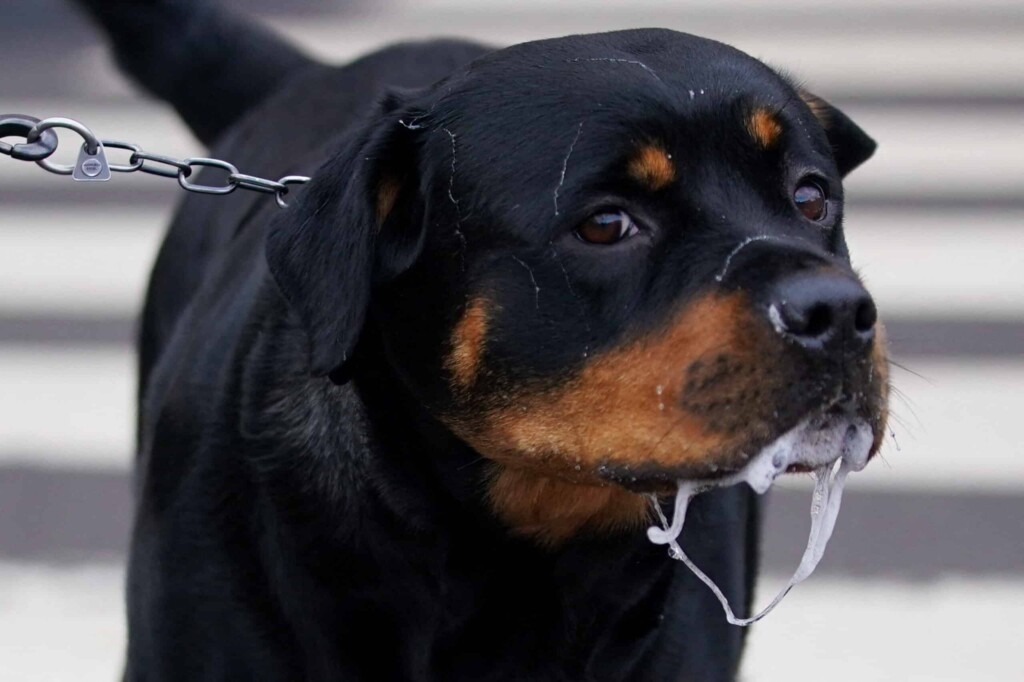 Un enfant de neuf ans décède après avoir été mordu au visage par le rottweiler familial Un enfant de neuf ans décède après avoir été mordu au visage par le rottweiler familial