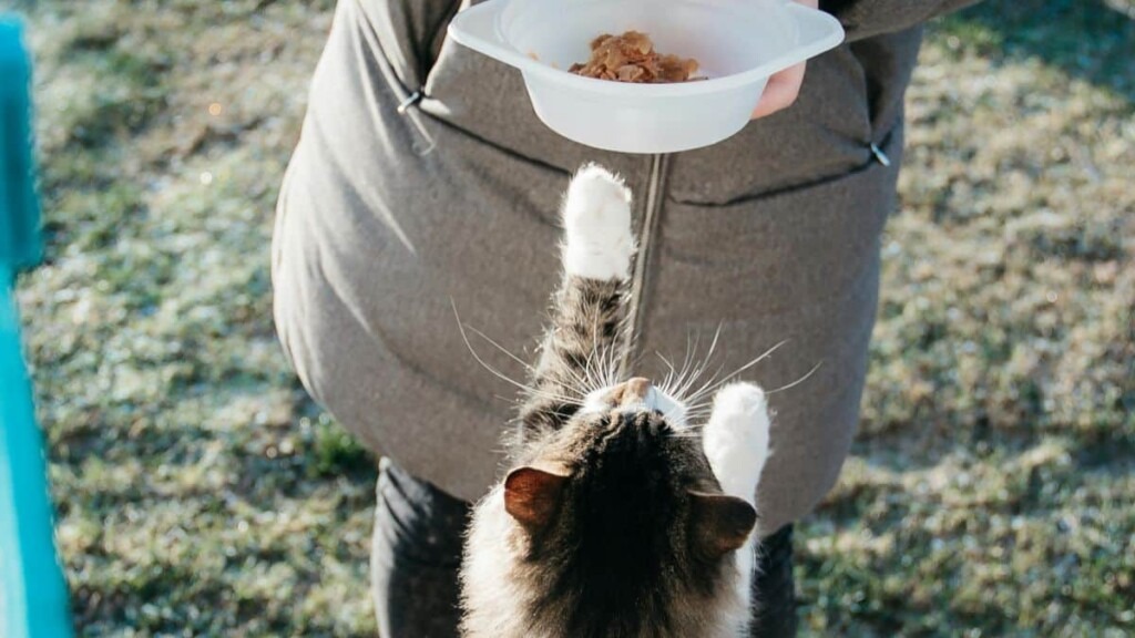 Conseils d’experts pour assurer la santé et le bien-être de votre chat Conseils d’experts pour assurer la santé et le bien-être de votre chat