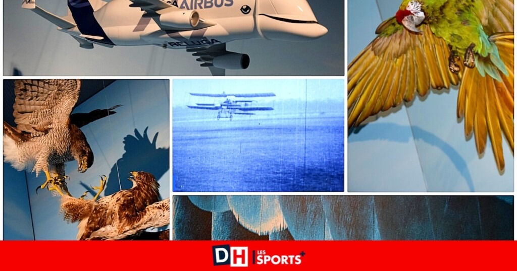 Découvrez Flight : affrontez un colibri, faites flotter un ballon et catapultez un avion en origami à l’exposition des Sciences naturelles Découvrez Flight : affrontez un colibri, faites flotter un ballon et catapultez un avion en origami à l’exposition des Sciences naturelles