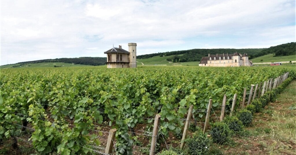 Les vins de Bourgogne 2025 : un millésime prometteur au fort potentiel Les vins de Bourgogne 2025 : un millésime prometteur au fort potentiel