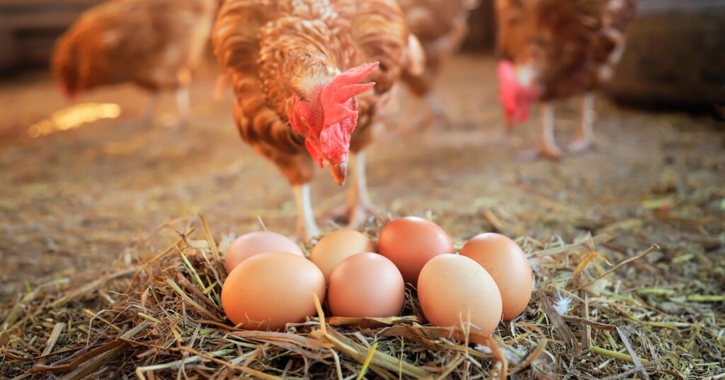 Œufs bruns ou blancs : origine de leur couleur et pourquoi les prix varient Œufs bruns ou blancs : origine de leur couleur et pourquoi les prix varient