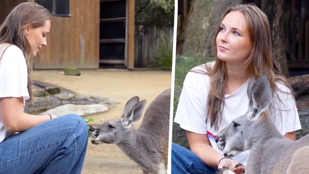 À Sydney, la princesse Ingrid Alexandra prend soin des kangourous et des koalas À Sydney, la princesse Ingrid Alexandra prend soin des kangourous et des koalas