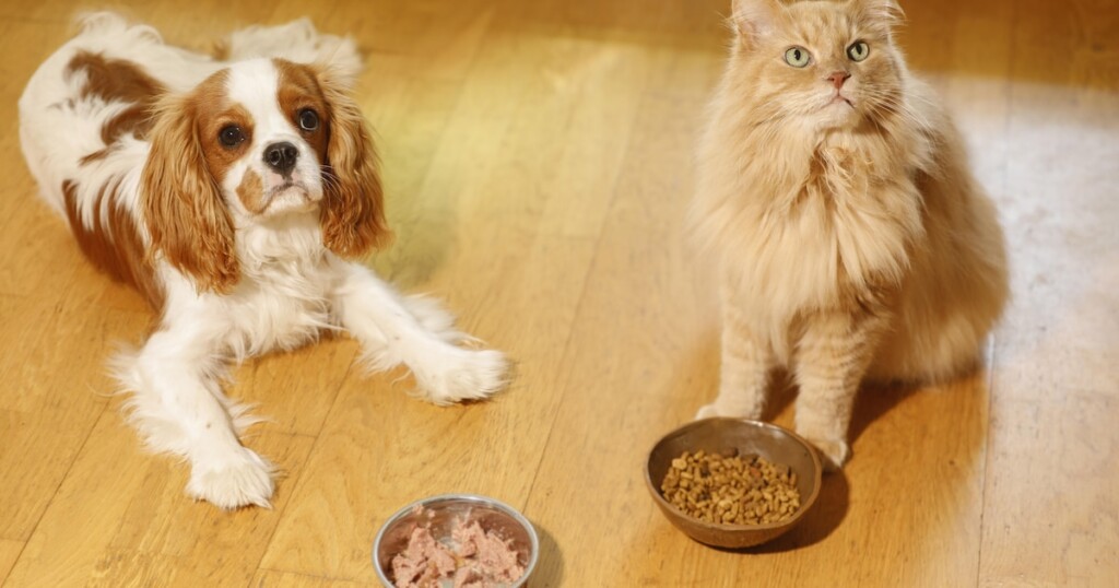Les chiens et chats peuvent aussi éprouver de la jalousie, ce n’est pas exclusif aux humains Les chiens et chats peuvent aussi éprouver de la jalousie, ce n’est pas exclusif aux humains